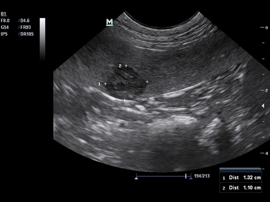 Canine Spleen Mass